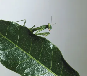 Mantis Upper Torso Print