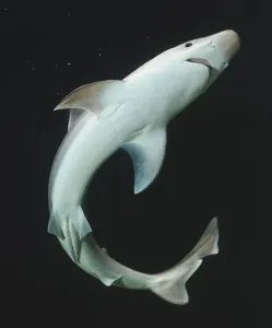 Elasmobranch Prints: Underside of Shark Print (Vertical)