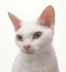 Vertical Prints: White Devon Rex Cat Print