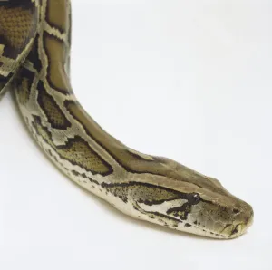 Prints of Side view of the head of a Burmese Python showing the dark arrowhead markings, a wedge-shaped mark running from each eye to the angle of the jaw, another below each eye, and the prominent heat pits Burmese Python Prints: Burmese Python Head Print