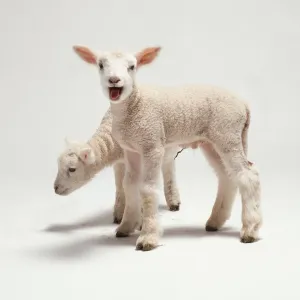 Baby Sheep Prints: Side view of two lambs bleating