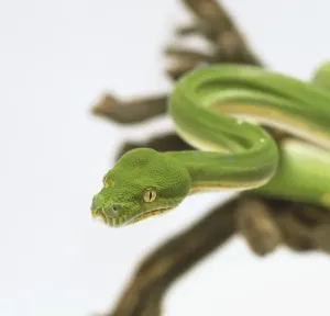 White Background Snake Photos Prints: Close-up of the head of a Green Tree Python