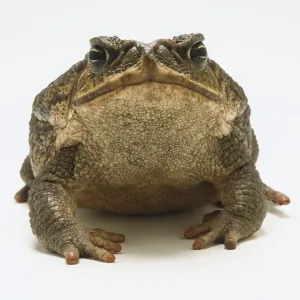 Cane Toad Prints: Cane Toad Print (Front View)