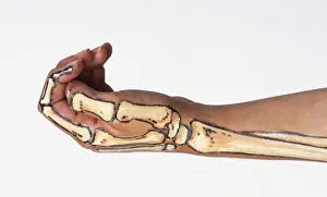 Arm with bone structure painted on skin Arm with bone structure painted on skin