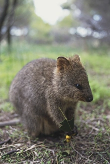 Australia, Western Australia, Rottnest Island, Quokka (Setonix brachyurus), small brown kangaroo-like animal Australia, Western Australia, Rottnest Island, Quokka (Setonix brachyurus), small brown kangaroo-like animal