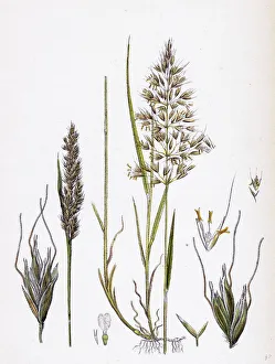 Avena flavescens, Yellow Oat-grass Avena flavescens, Yellow Oat-grass