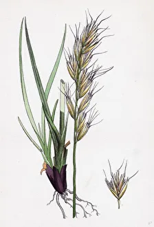 Avena pratensis, var. alpina, Glabrous Oat-grass, var. B Avena pratensis, var. alpina, Glabrous Oat-grass, var. B