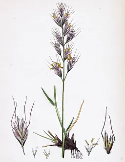 Avena pratensis, var. genuina, Glabrous Oat-grass, var. a Avena pratensis, var. genuina, Glabrous Oat-grass, var. a