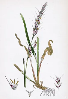 Avena pubescens, Downy Oat-grass Avena pubescens, Downy Oat-grass