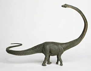 Barosaurus with long curved neck Barosaurus with long curved neck