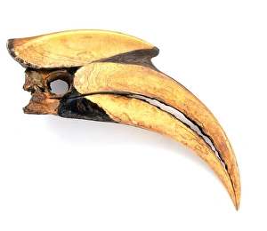 Beak of Great hornbill (Buceros bicornis), close-up Beak of Great hornbill (Buceros bicornis), close-up