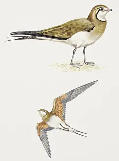 Birds: Charadriiformes, Collared Pratincole, (Glareola pratincola), illustration Birds: Charadriiformes, Collared Pratincole, (Glareola pratincola), illustration