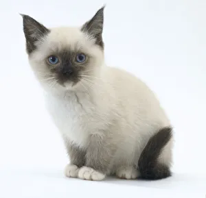 Prints of Birman kitten Birman Prints: Birman Kitten Print