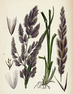 Calamagrostis Epigejos, Wood Small-reed Calamagrostis Epigejos, Wood Small-reed