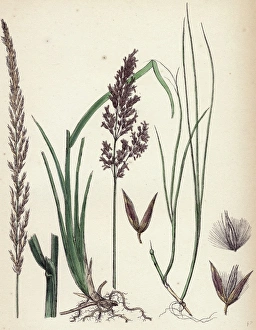 Calamagrostis stricta, Narrow Small-reed, var. a Calamagrostis stricta, Narrow Small-reed, var. a