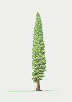 Calocedrus decurrens (Incense cedar) Calocedrus decurrens (Incense cedar)