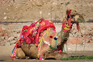 Camel. Surrounding of Jaipur. Rajasthan. india Camel. Surrounding of Jaipur. Rajasthan. india