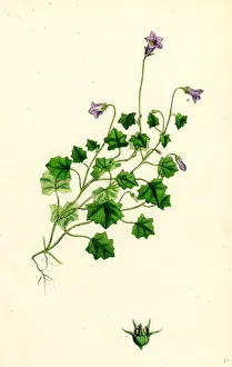 Campanula hederacea, Ivy-leaved Bell-flower Campanula hederacea, Ivy-leaved Bell-flower