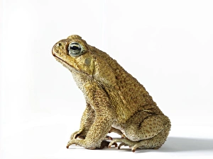 Prints of Cane toad (bufo marinus), side view Toad Prints: Cane toad (Bufo marinus) Print, Side View