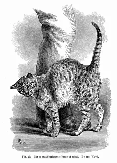 Cat in affectionate frame of mind Cat in affectionate frame of mind