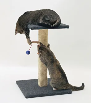 Domestic Cat Behavior Prints: A cat against a rope scratching post