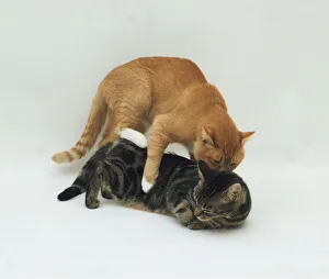 Two Cats Mating Print