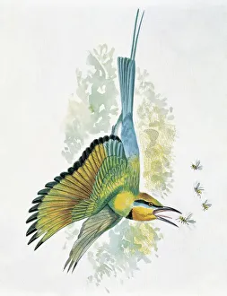 Close-up of a blue-tailed bee-eater (Merops philippinus) flying and eating insects Close-up of a blue-tailed bee-eater (Merops philippinus) flying and eating insects