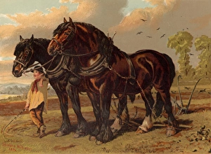 Clydesdale stallion and mare harnessed to the plough with ploughboy in attendance Clydesdale stallion and mare harnessed to the plough with ploughboy in attendance