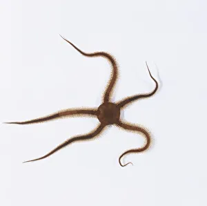 Common black brittle star (Ophiocomina nigra), starfish-like animal spreading spreading Common black brittle star (Ophiocomina nigra), starfish-like animal spreading spreading