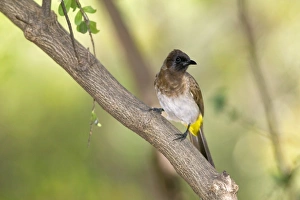 Common bulbul (Pycnonotus barbatus) on tree branch around Lake Baringo, Rift Valley, Kenya Common bulbul (Pycnonotus barbatus) on tree branch around Lake Baringo, Rift Valley, Kenya
