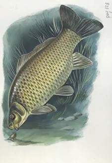 Common carp Cyprinus carpio, illustration Common carp Cyprinus carpio, illustration