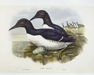 Common murre (Uria aalge), Engraving by John Gould, William Hart, H C Richter Common murre (Uria aalge), Engraving by John Gould, William Hart, H C Richter