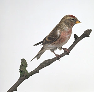 Common Redpoll (Carduelis flammea) perching on a branch, side view Common Redpoll (Carduelis flammea) perching on a branch, side view