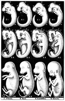 Comparison of embryos of Pig, Cow, Rabbit and Man Comparison of embryos of Pig, Cow, Rabbit and Man