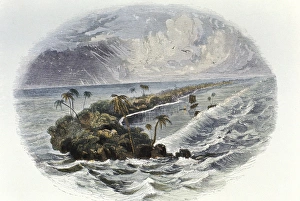 Coral Reef: hand coloured engraving published 1849 Coral Reef: hand coloured engraving published 1849