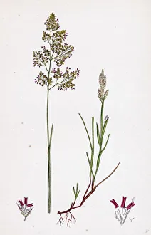 Corynephorus canescens, Grey Hair-grass Corynephorus canescens, Grey Hair-grass