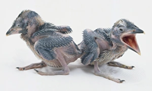 A couple of chick Kookaburras standing facing away from each other, one with its beak open A couple of chick Kookaburras standing facing away from each other, one with its beak open
