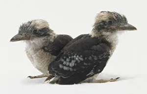 A couple of Kookaburras sit facing away from each other A couple of Kookaburras sit facing away from each other