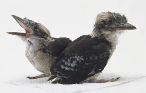 A couple of Kookaburras sitting facing away from each other, one with its beak open A couple of Kookaburras sitting facing away from each other, one with its beak open
