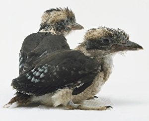 A couple of Kookaburras sitting and facing the same way A couple of Kookaburras sitting and facing the same way
