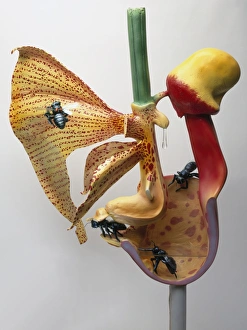 Cross-section of flower being pollinated by insects Cross-section of flower being pollinated by insects