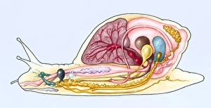 Cross-section of a Giant African land snail (Achatina) Cross-section of a Giant African land snail (Achatina)