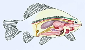 Cross-section of the innards of a female Crucian carp Cross-section of the innards of a female Crucian carp