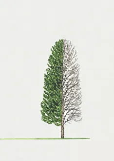 Cupressus glabra (Smooth Arizona cypress) Cupressus glabra (Smooth Arizona cypress)