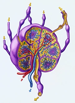 Cutaway of Lymph Node with each Tissue type highlighted Cutaway of Lymph Node with each Tissue type highlighted