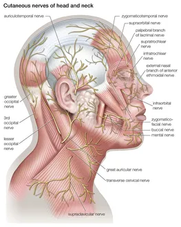 Diagram of the cutaneous nerves of the head and neck Diagram of the cutaneous nerves of the head and neck