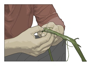 Digital illustration of man making natural rope using thumbnail to tease fibrous layer away from crushed nettle stem Digital illustration of man making natural rope using thumbnail to tease fibrous layer away from crushed nettle stem
