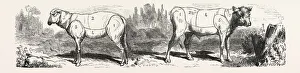 Division Sheep (left) Division Calf (right). Engraving 1855 Division Sheep (left) Division Calf (right). Engraving 1855