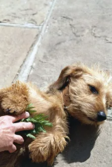 Dog lying on back with human hand rubbing tansy leaves on chest of dog as a deterrent to Dog lying on back with human hand rubbing tansy leaves on chest of dog as a deterrent to