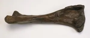 Cretaceous Period Fossils Prints: Fossilized Tibia Bone from Corythosaurus Dinosaur